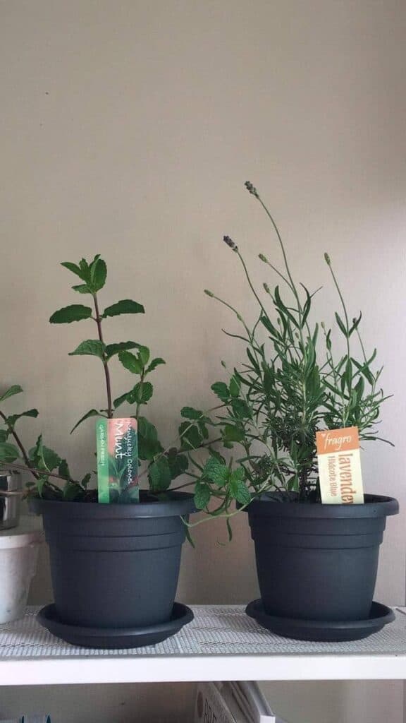 Two charcoal-grey pots sit side-by-side on a shelf: a “Kentucky Colonel” mint with dark stems and crisp green leaves, and a “Hidcote Blue” lavender sending up slender, bud-tipped stalks. A simple proof that even apartment corners can sprout an herb garden.