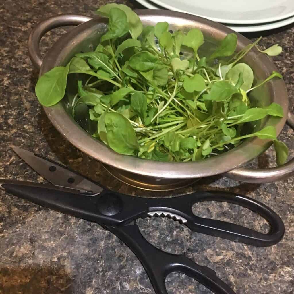 A shallow bronze colander brims with delicate, home-grown arugula micro-greens; black kitchen shears lie open on the counter, blades still flecked with green. Tiny harvest, big flavor boost.